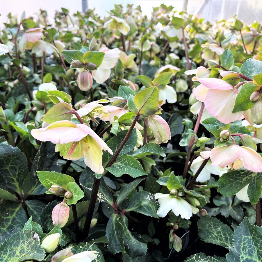 Helleborus 'Frostkiss Molly's White' - from Babikow Wholesale Nursery