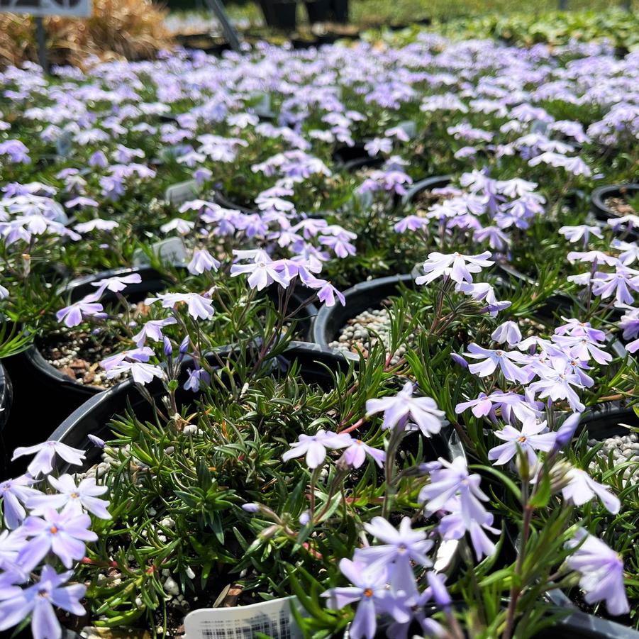 Phlox sub. 'Emerald Cushion Blue' - Moss Phlox from Babikow Wholesale Nursery