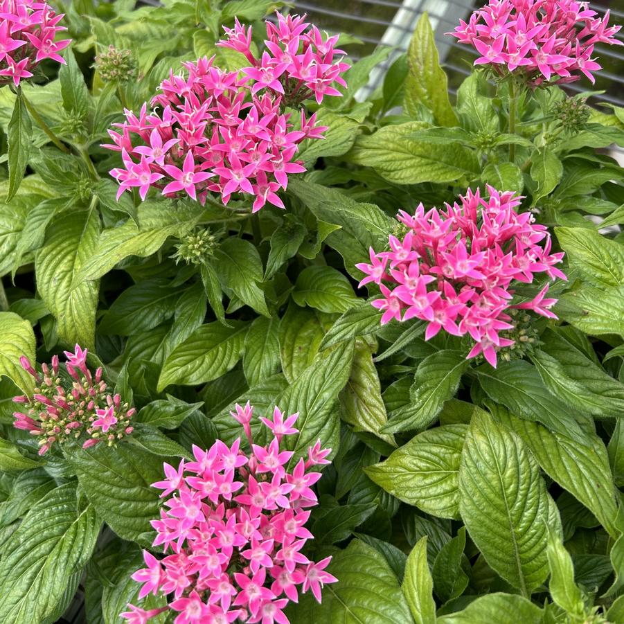 Pentas BeeBright 'Pink' - from Babikow Wholesale Nursery