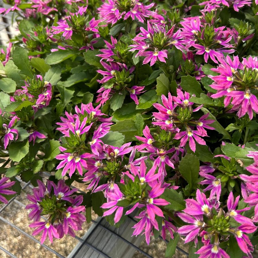 Scaevola Surdiva 'Fashion Pink' - from Babikow Wholesale Nursery