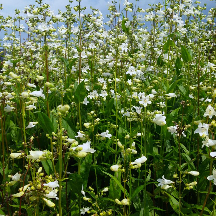 Penstemon digitalis - Beard Tongue from Babikow Wholesale Nursery