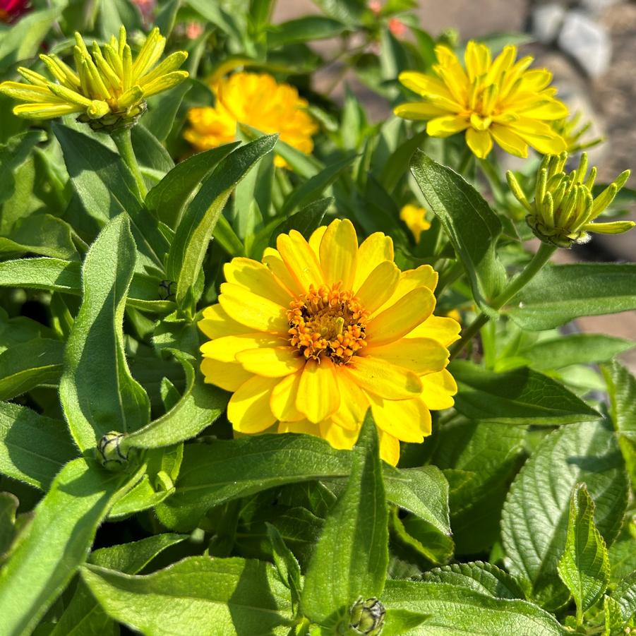 Zinnia Zydeco 'Deep Yellow' - from Babikow Wholesale Nursery