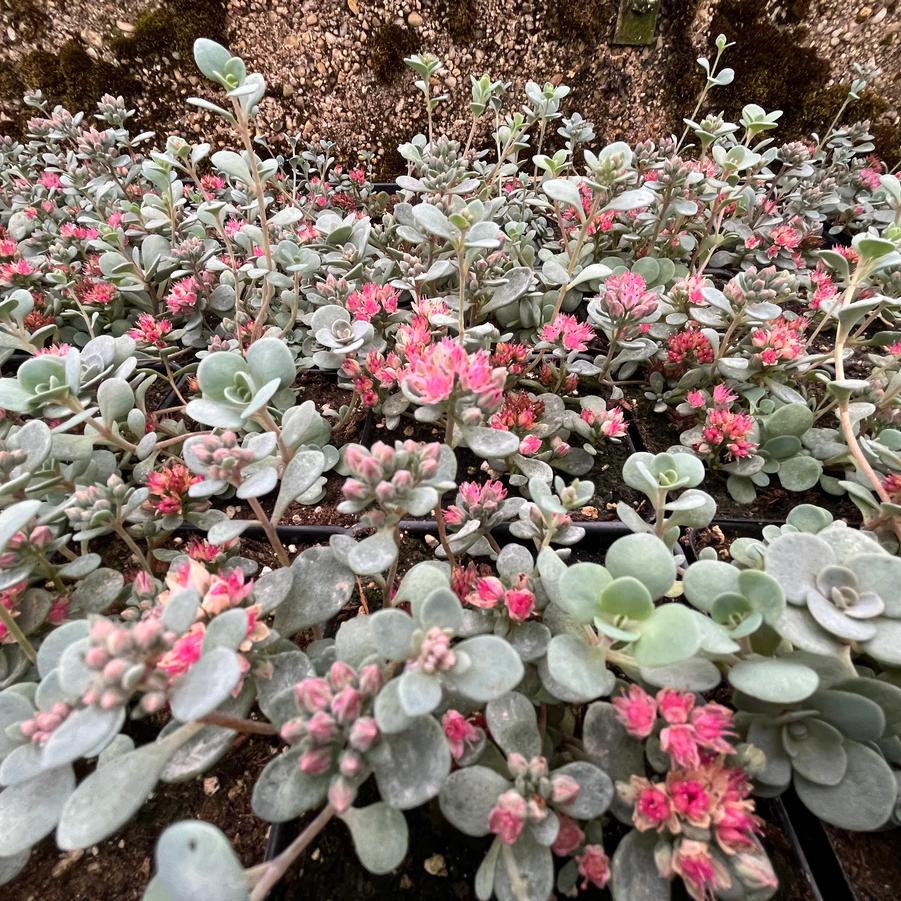 Sedum SEDORO SunSparkler 'Blue Elf' PP27113 'SunSparkler Blue Elf' - from Babikow Wholesale Nursery