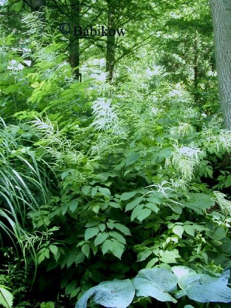 Aruncus dioicus - Eastern Goatsbeard from Babikow Wholesale Nursery