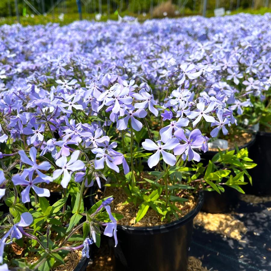 Phlox divaricata - Wild Blue Phlox from Babikow Wholesale Nursery