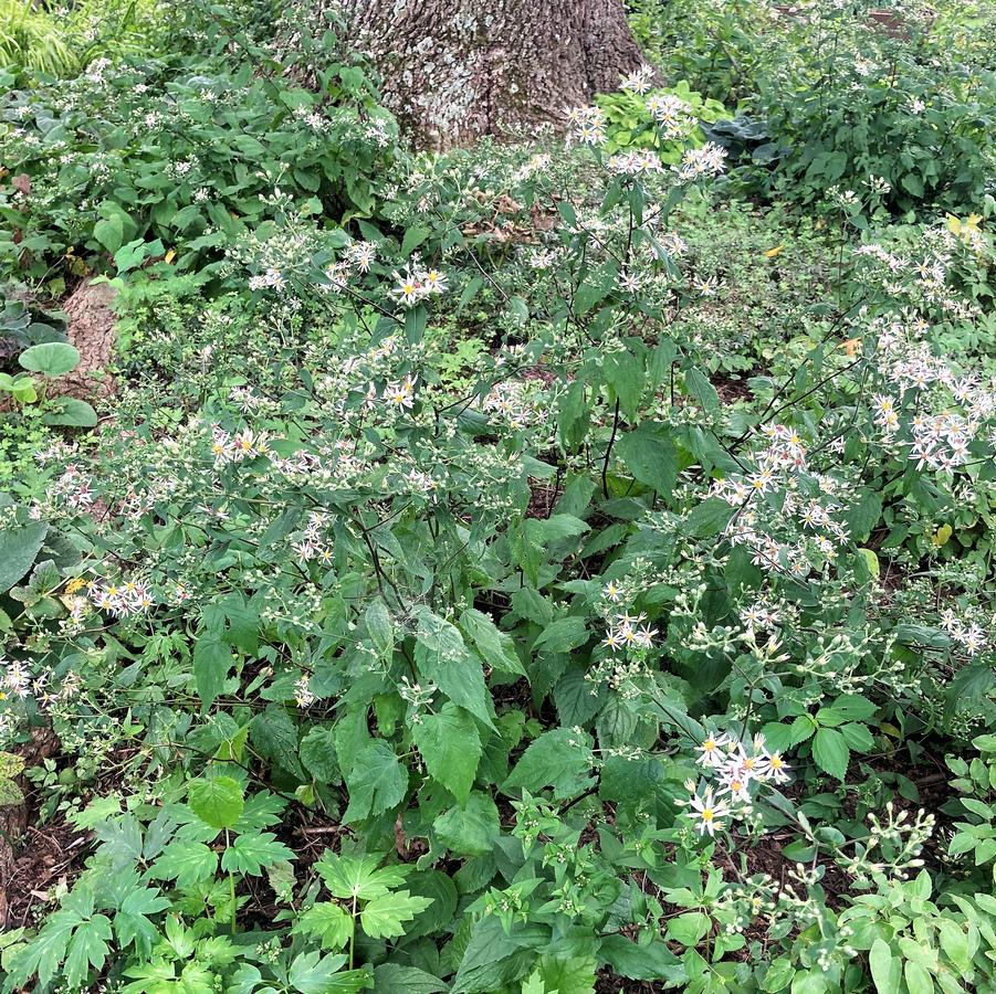 Aster divaricatus - White Wood Aster from Babikow Wholesale Nursery