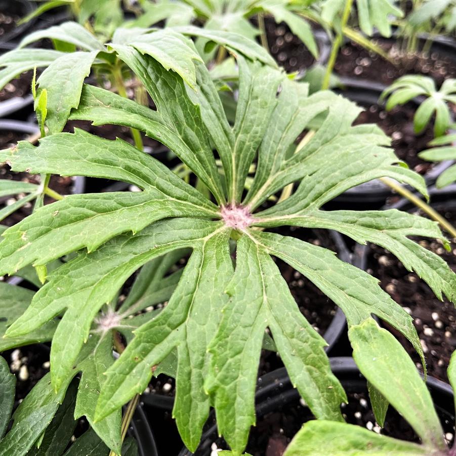 Syneilesis aconitifolia - Shredded Umbrella Plant from Babikow Wholesale Nursery