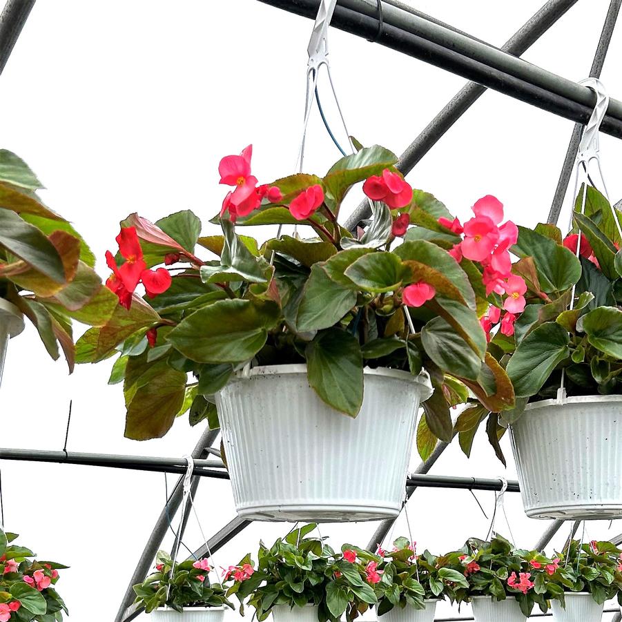 Begonia Dragon Wing 'Pink' Hanging Basket 