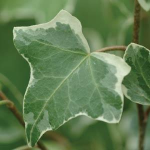 Hedera Helix 'Glacier' - Baltic Ivy from Babikow Wholesale Nursery