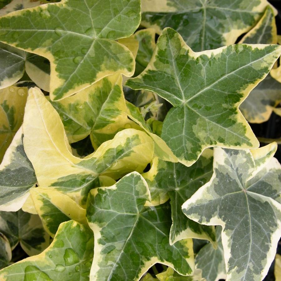 Hedera Helix 'Goldchild' - English Ivy from Babikow Wholesale Nursery