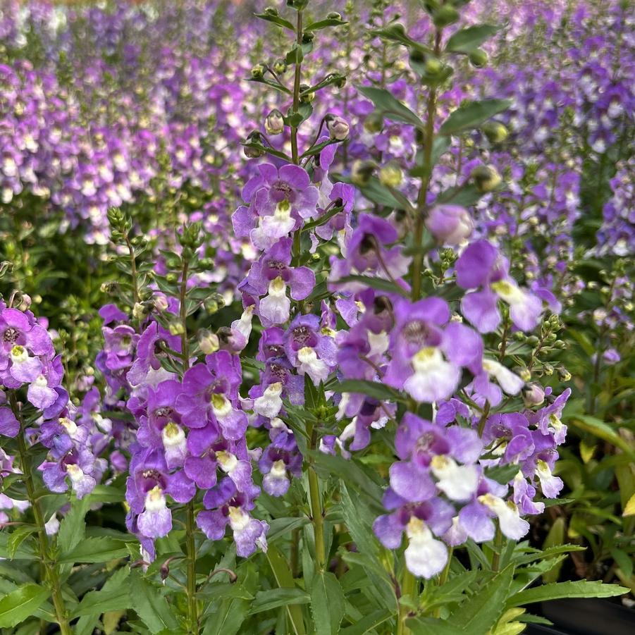 Angelonia Archangel 'Blue Bicolor' - Summer Snap from Babikow Wholesale Nursery