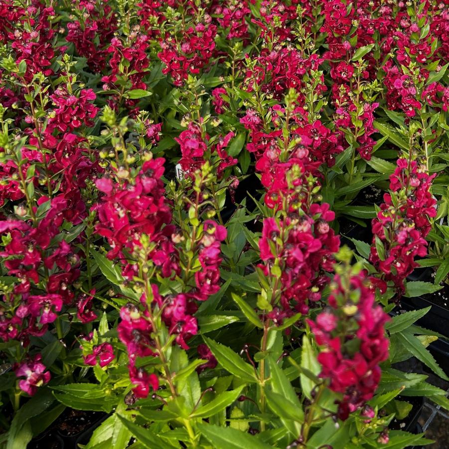 Angelonia Archangel 'Ruby Sangria' - from Babikow Wholesale Nursery