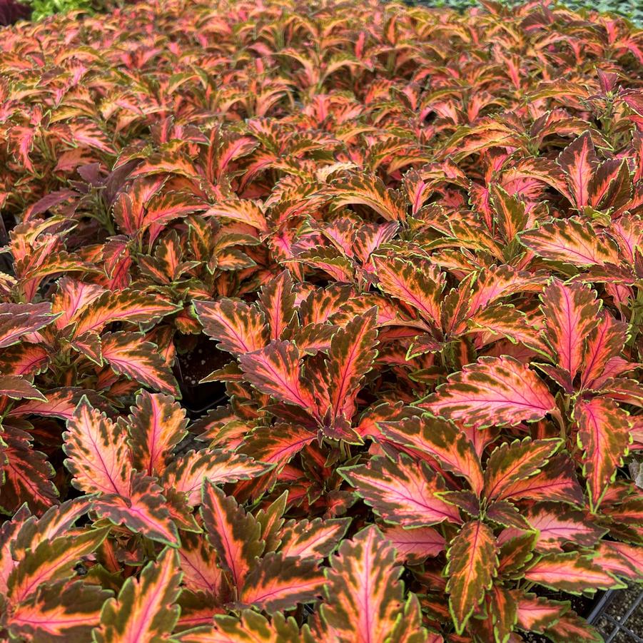 Coleus Sun Premium 'Coral Candy' - from Babikow Wholesale Nursery