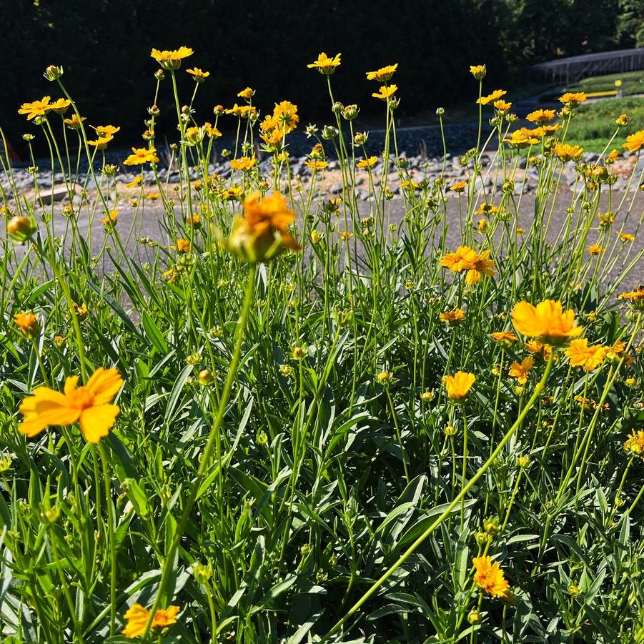 Coreopsis lanceolata - Lance-leaved Coreopsis from Babikow Wholesale Nursery