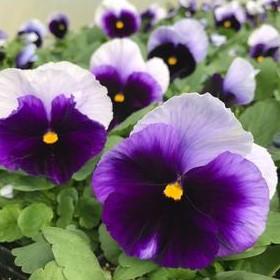 Pansy Matrix 'Beaconsfield' - from Babikow Wholesale Nursery