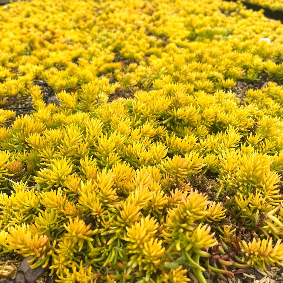 Sedum rup. 'Angelina' - Stonecrop from Babikow Wholesale Nursery