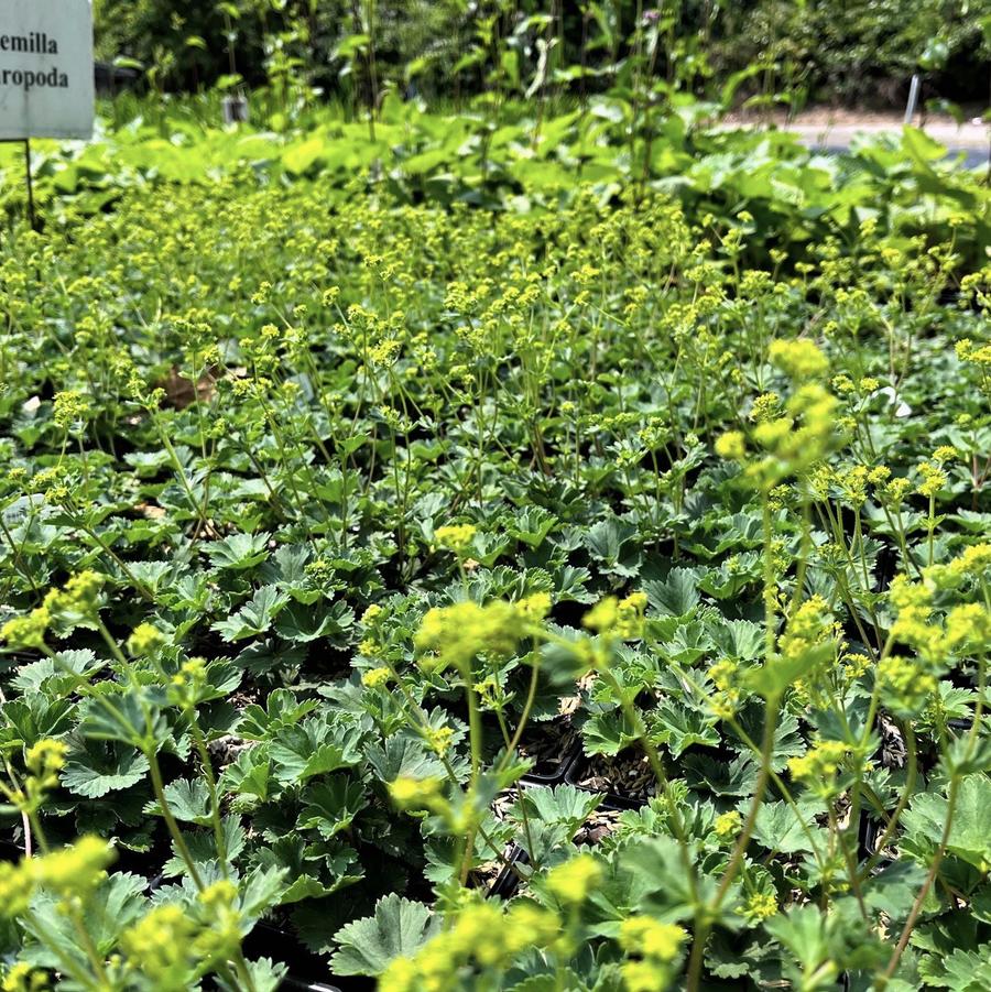 Alchemilla erythropoda - Dwarf Lady's Mantle from Babikow Wholesale Nursery