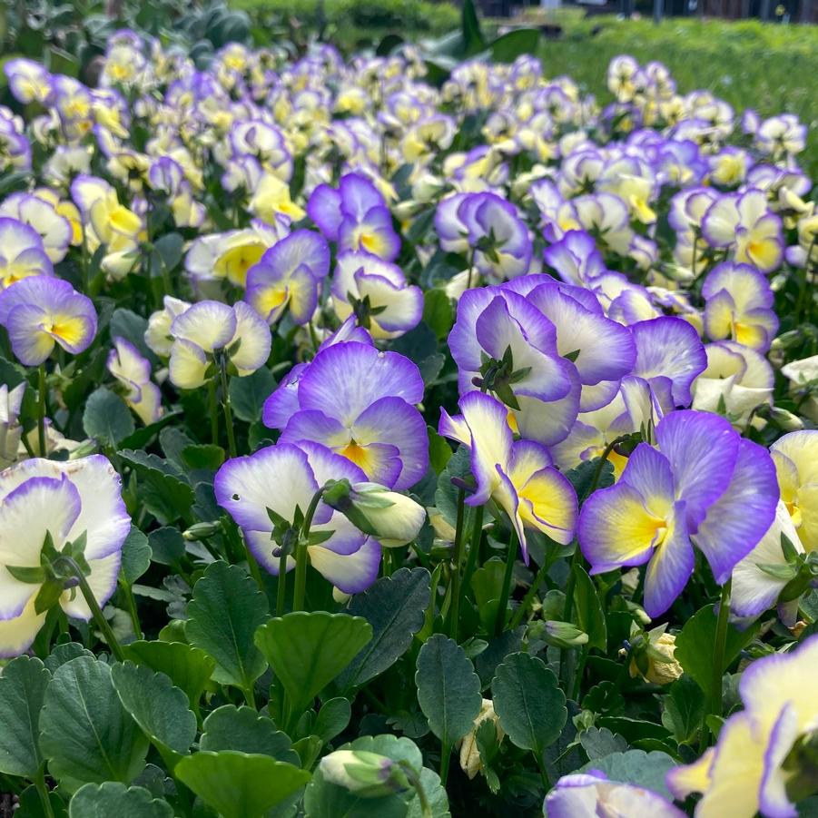 Viola 'Etain' - Violet from Babikow Wholesale Nursery