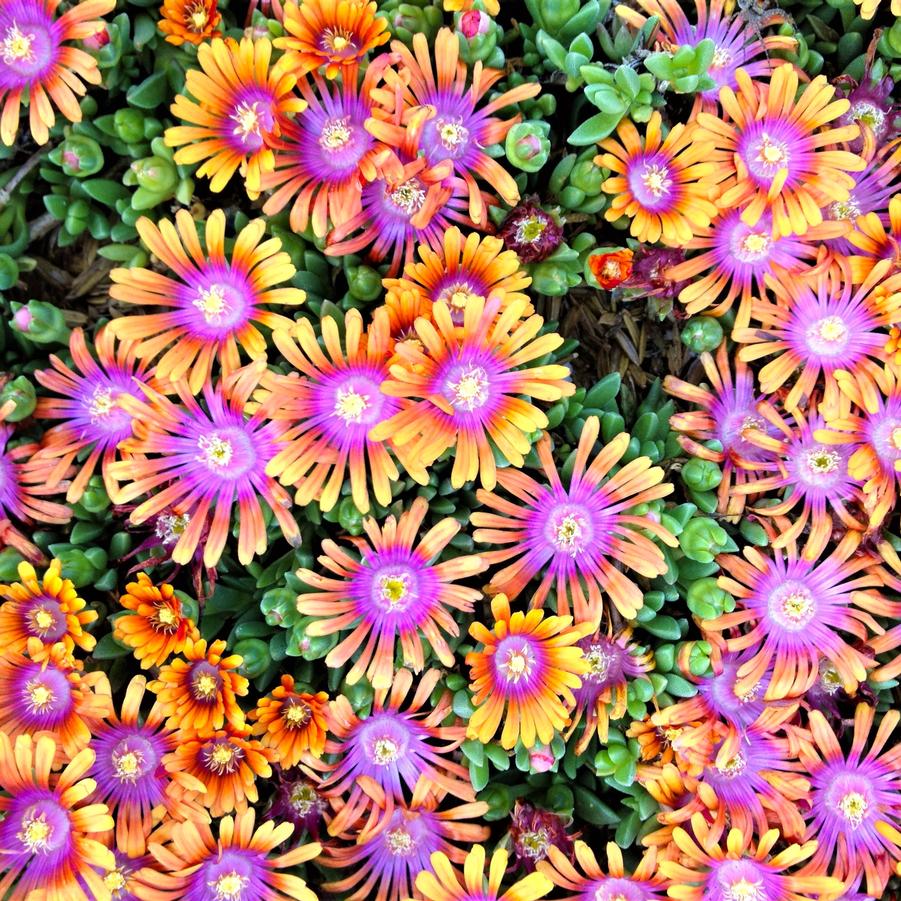 Delosperma x 'Fire Spinner�' - Ice Plant from Babikow Wholesale Nursery