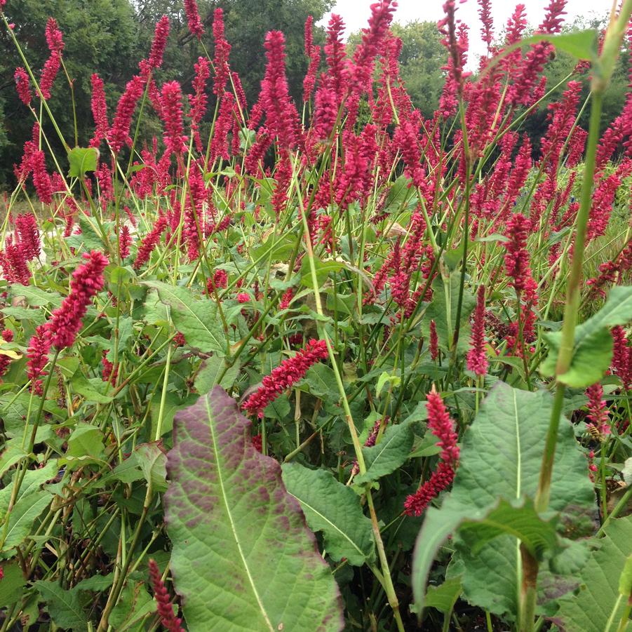 Persicaria amp. 'Firetail' - Fleeceflower from Babikow Wholesale Nursery