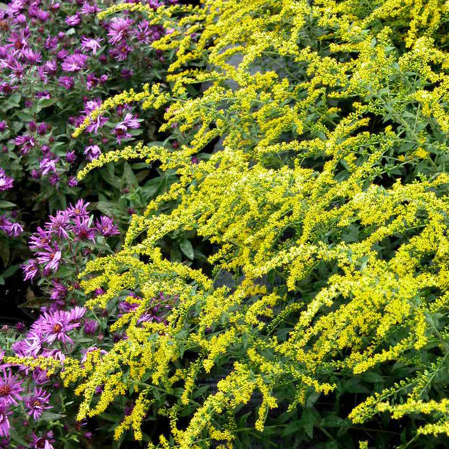 Solidago rug. 'Fireworks' - Goldenrod from Babikow Wholesale Nursery