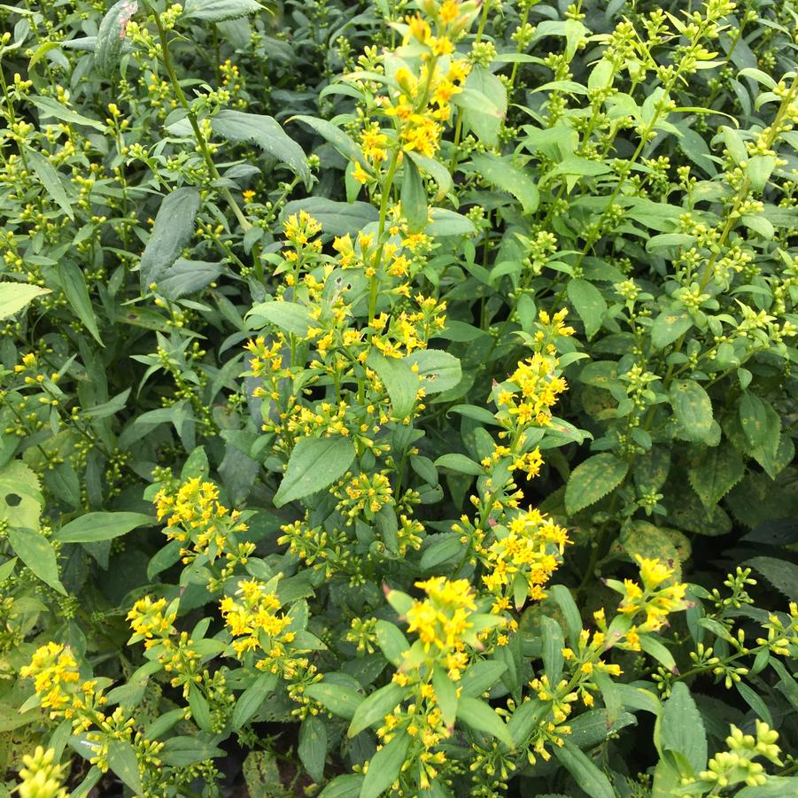 Solidago flexicaulis - Zig Zag Goldenrod from Babikow Wholesale Nursery