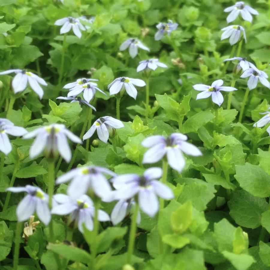 Isotoma fluviatilis - Blue Star Creeper from Babikow Wholesale Nursery