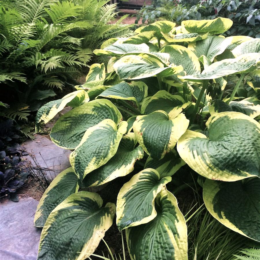 Hosta sie. 'Frances Williams' - Hosta from Babikow Wholesale Nursery