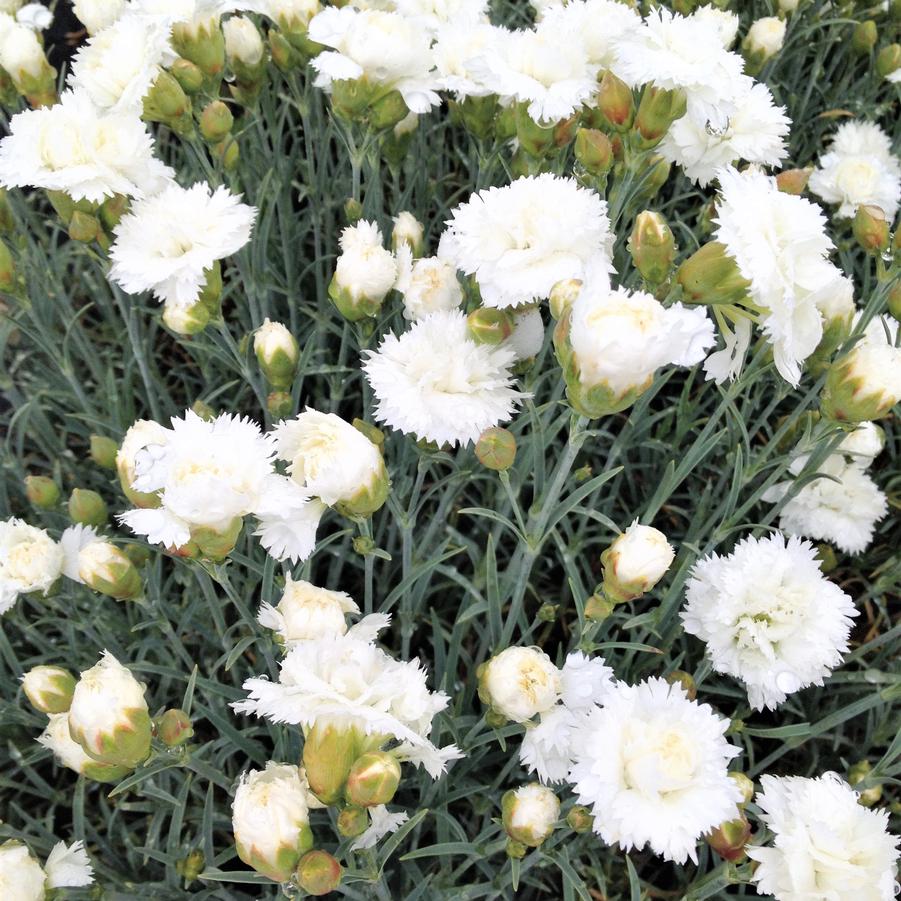 Dianthus 'Early Bird Frosty' - Cheddar Pinks from Babikow Wholesale Nursery