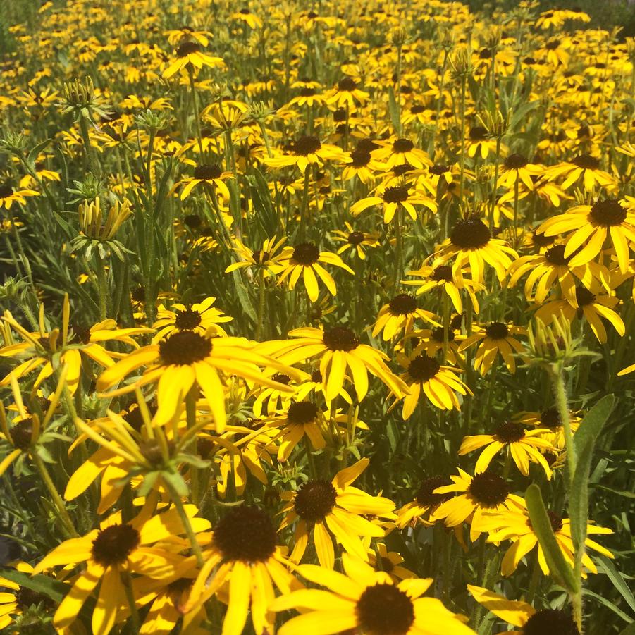 Rudbeckia fulgida - Coneflower from Babikow Wholesale Nursery