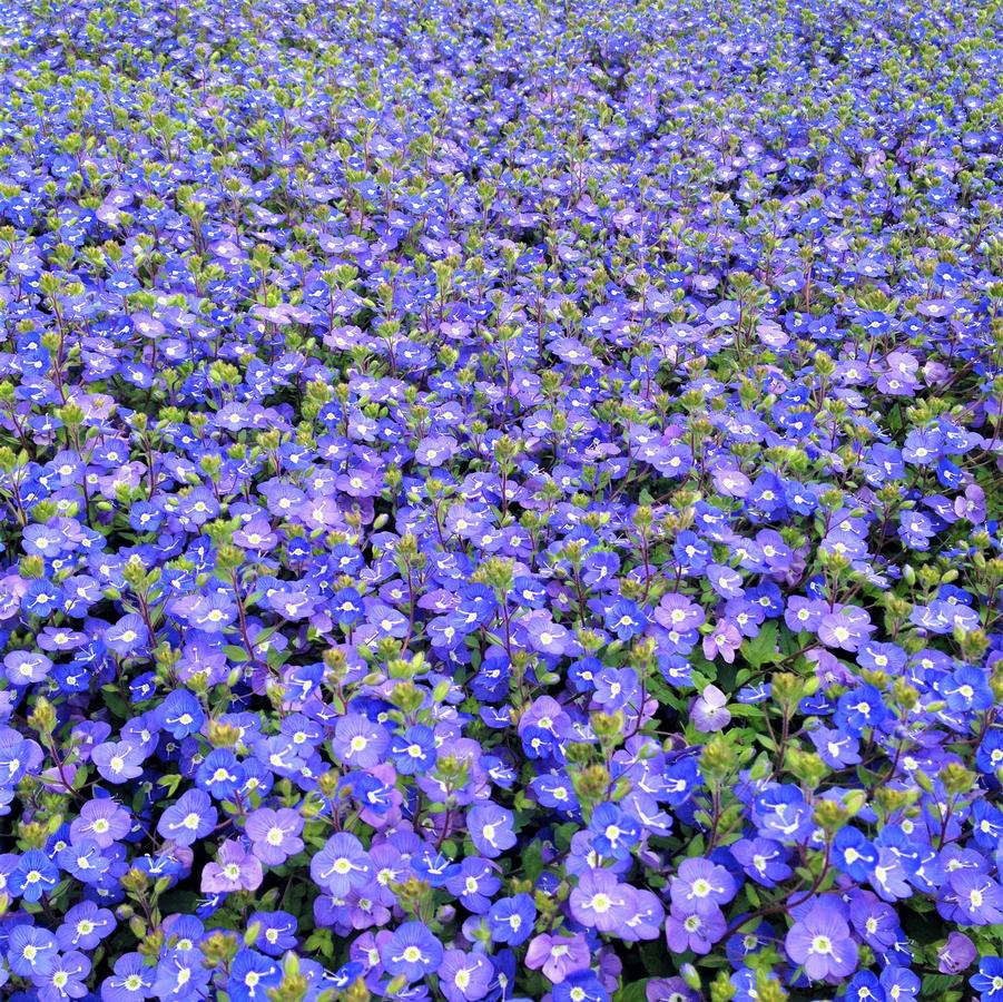 Veronica ped. 'Georgia Blue' - Speedwell from Babikow Wholesale Nursery