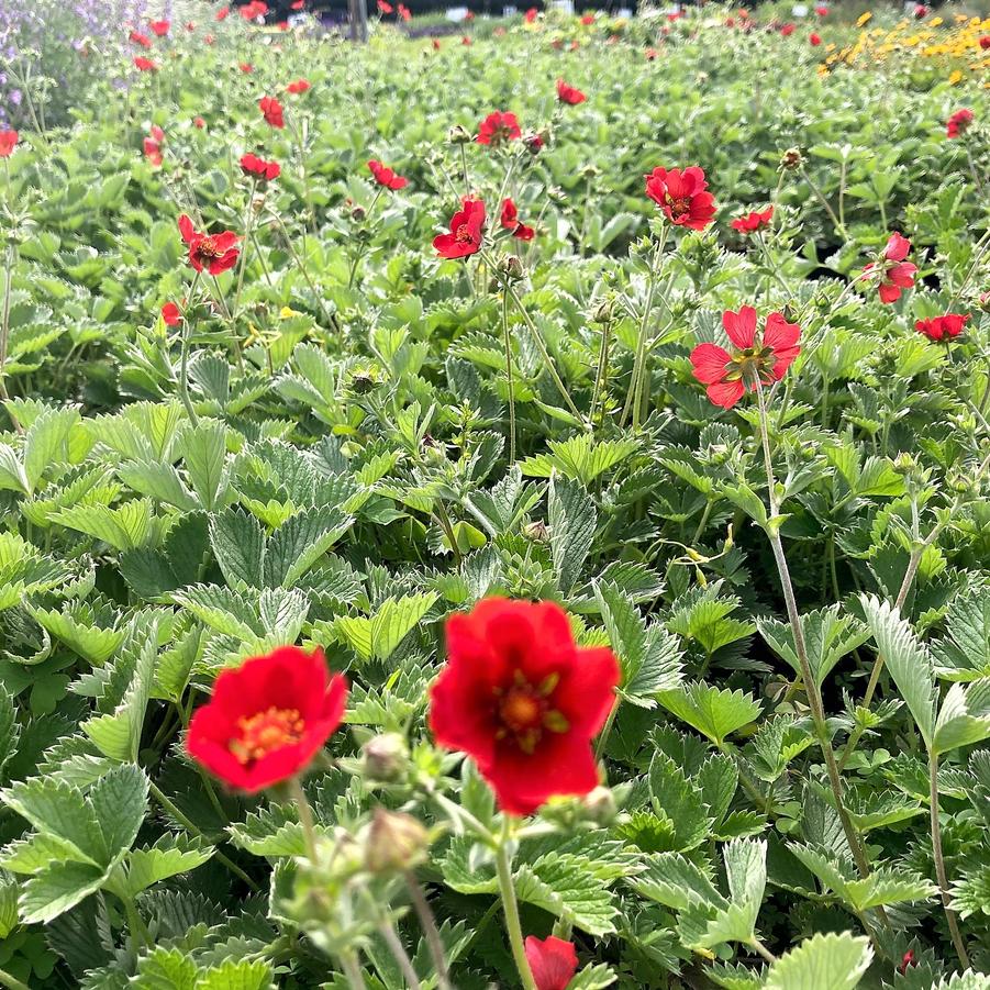 Potentilla 'Gibson's Scarlet' - Cinquefoil from Babikow Wholesale Nursery