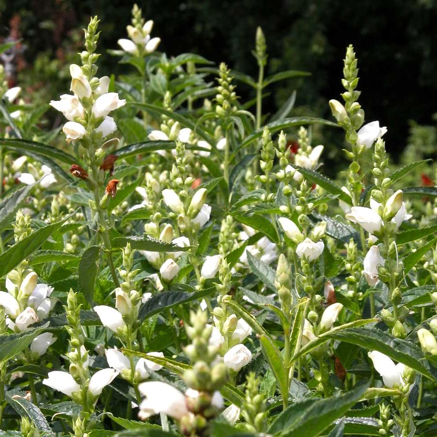 Chelone glabra - White Turtlehead from Babikow Wholesale Nursery