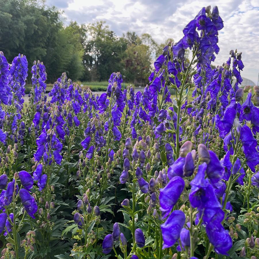 Aconitum car. 'Arendsii' - Monkshood from Babikow Wholesale Nursery