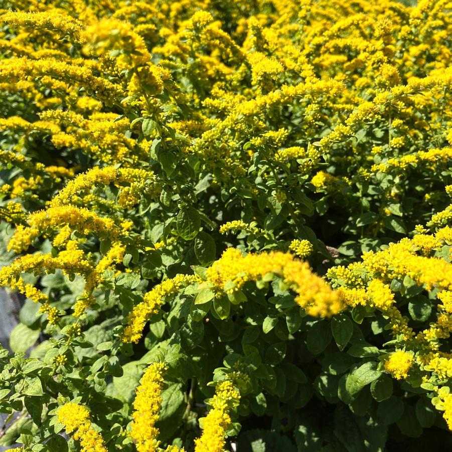 Solidago sph. 'Golden Fleece' - Goldenrod from Babikow Wholesale Nursery