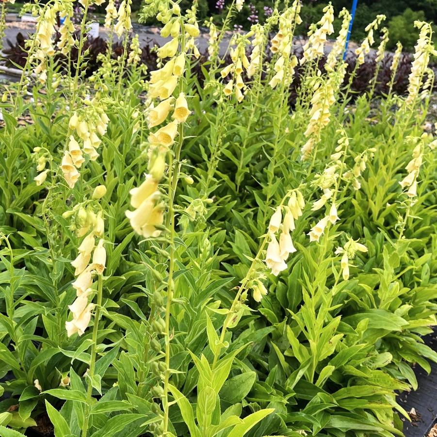 Digitalis grandiflora - Foxglove from Babikow Wholesale Nursery