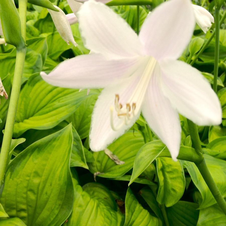 Hosta x 'Guacamole' - Hosta from Babikow Wholesale Nursery