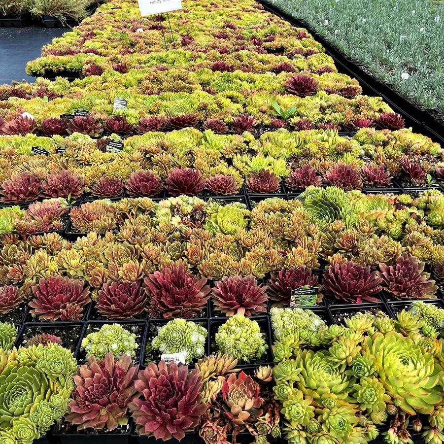 Sempervivum 'Hardy Mixed' - Hen and Chicks from Babikow Wholesale Nursery