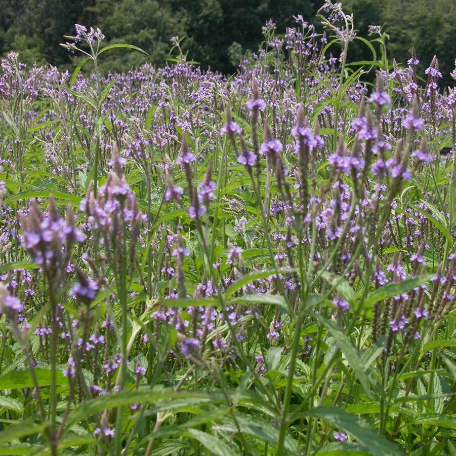 Verbena hastata - American Blue Vervain from Babikow Wholesale Nursery