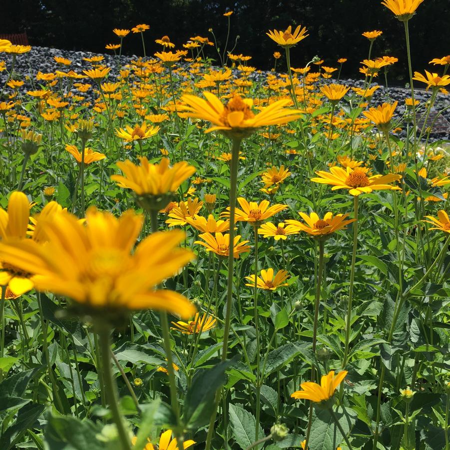 Heliopsis helianthoides - False Sunflower from Babikow Wholesale Nursery