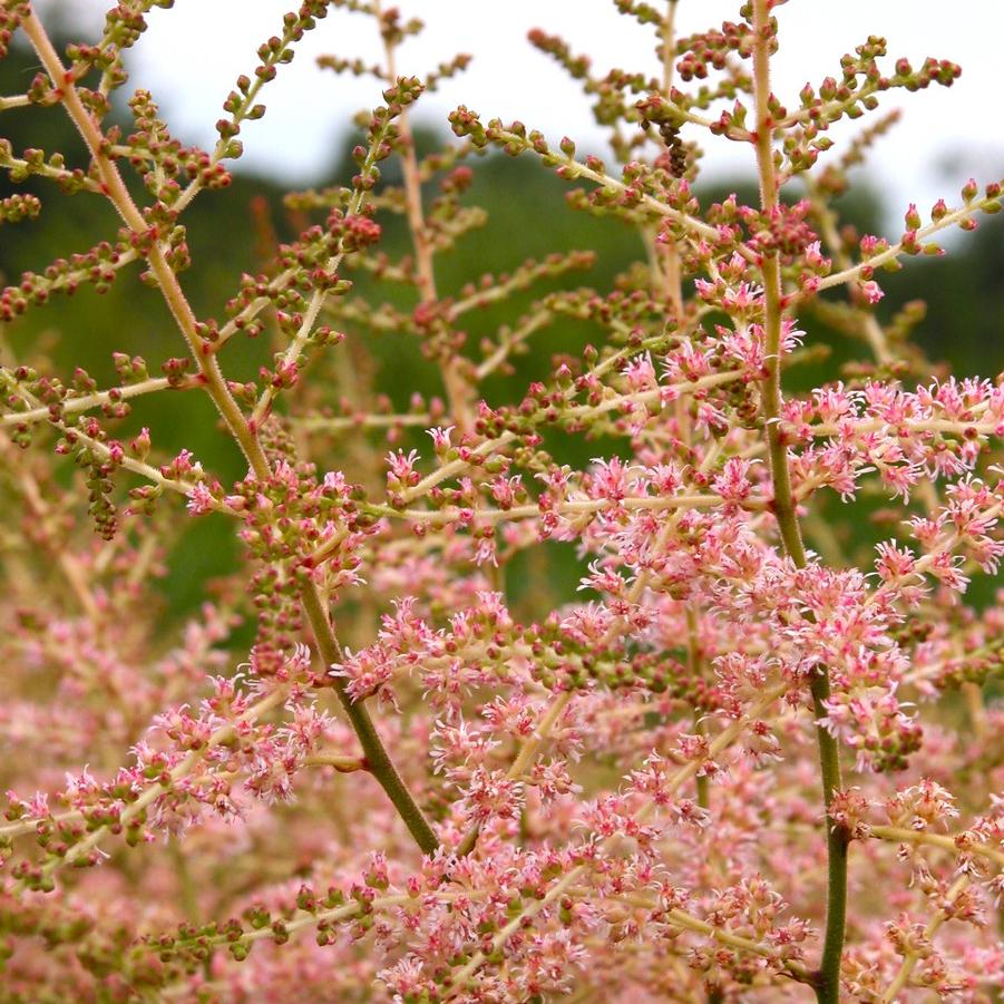 Astilbe sim. 'Henny Graafland' - False Spirea from Babikow Wholesale Nursery