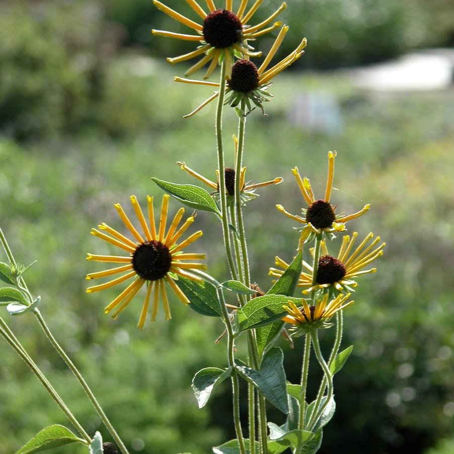 Rudbeckia sub. 'Henry Eilers' - Sweet Coneflower from Babikow Wholesale Nursery