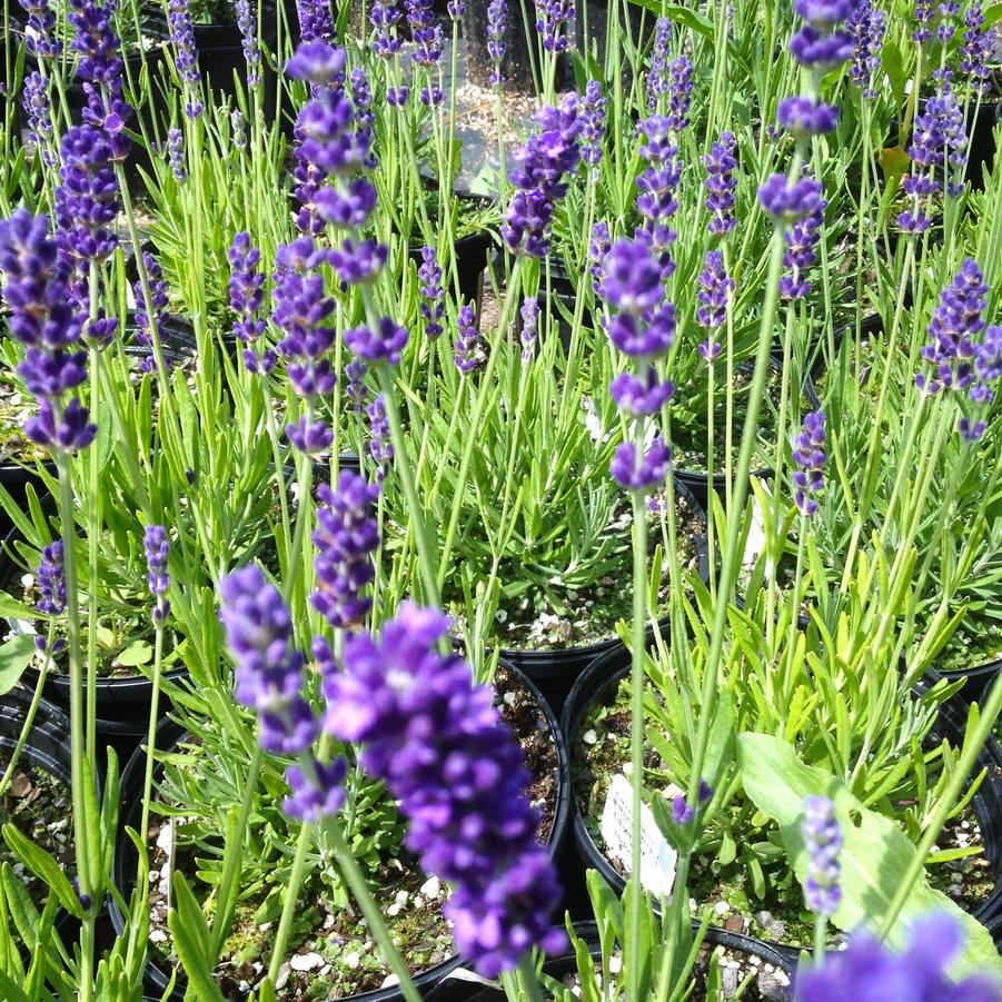 Lavandula ang. 'Hidcote' - Lavender from Babikow Wholesale Nursery