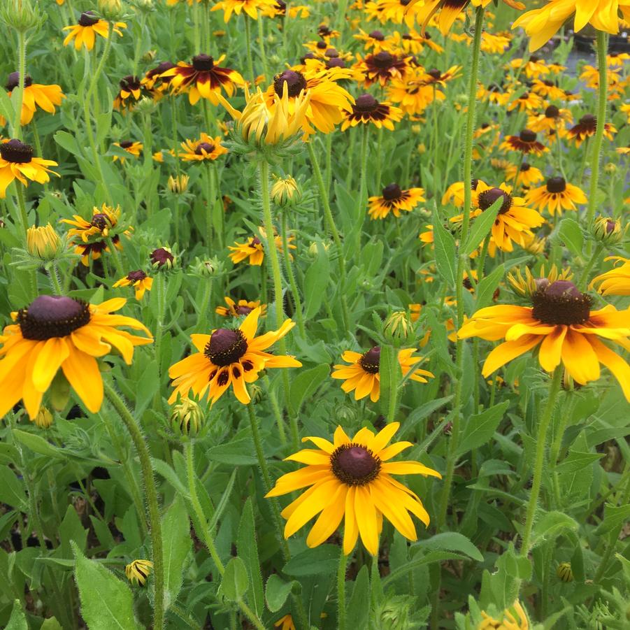 Rudbeckia hirta - Coneflower from Babikow Wholesale Nursery