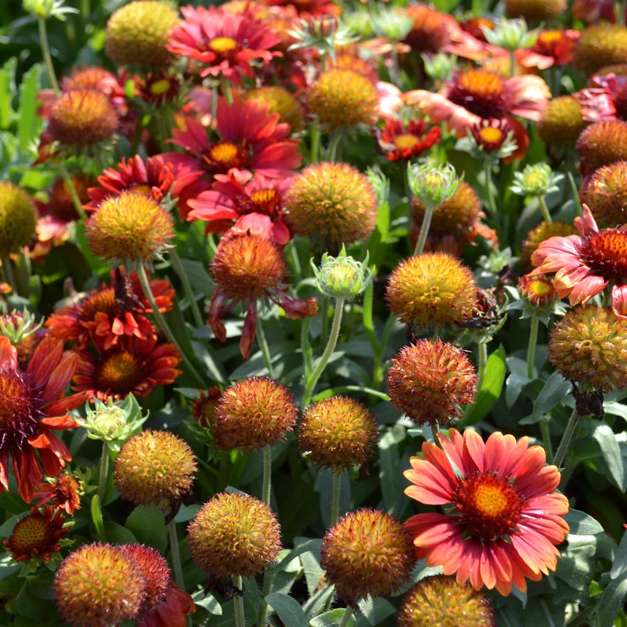 Gaillardia 'Arizona Red Shades' - Blanket Flower from Babikow Wholesale Nursery