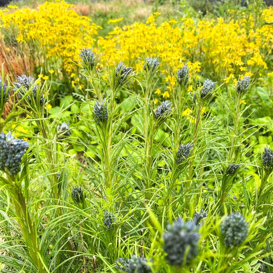 Amsonia hubrichtii - Thread leafed Bluestar from Babikow Wholesale Nursery