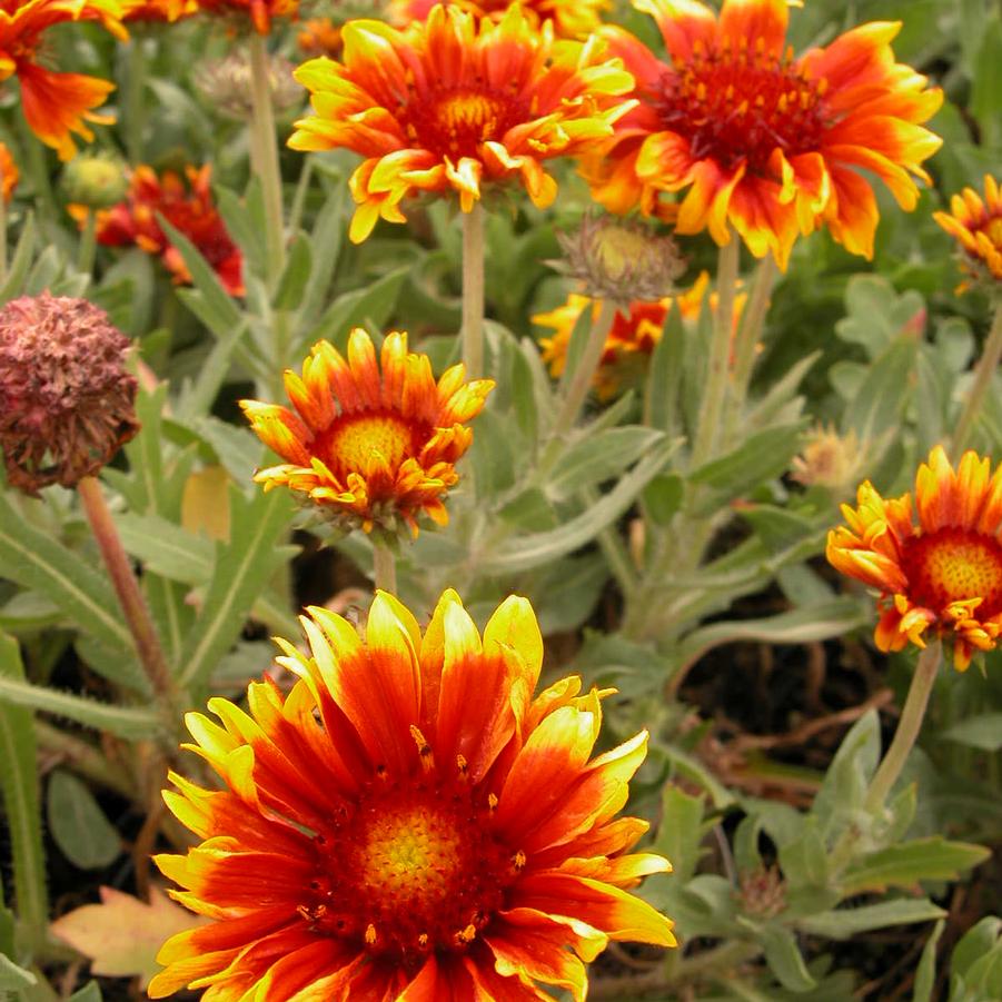 Gaillardia 'Arizona Sun' - Blanket Flower from Babikow Wholesale Nursery