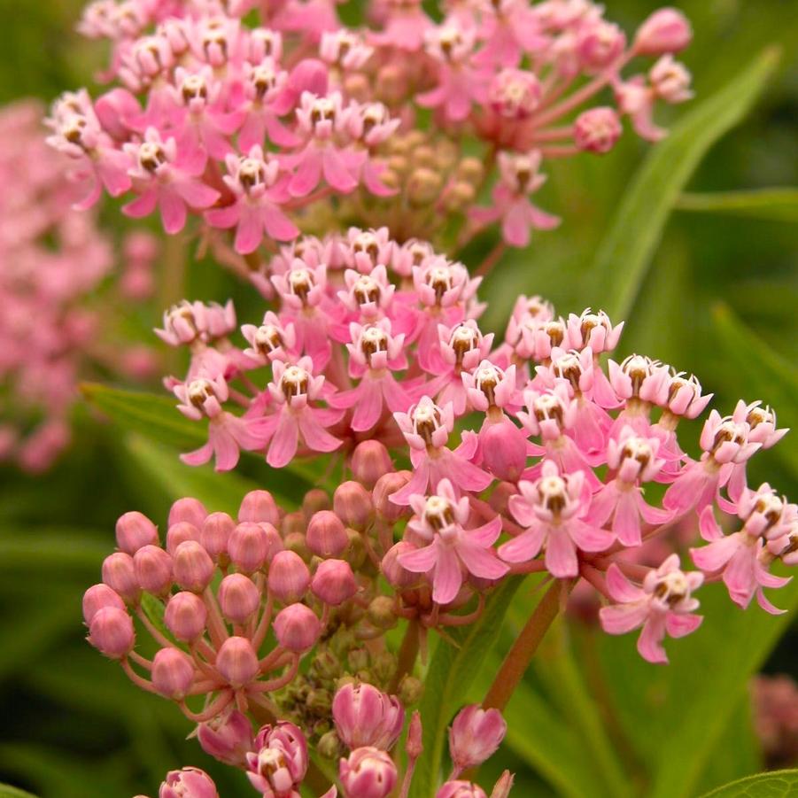 Asclepias incarnata - Swamp Milkweed from Babikow Wholesale Nursery