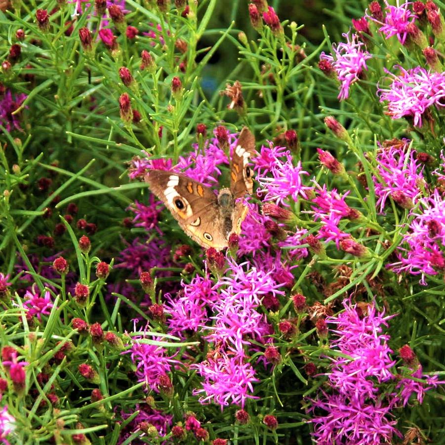 Vernonia let. 'Iron Butterfly' - Ironweed from Babikow Wholesale Nursery