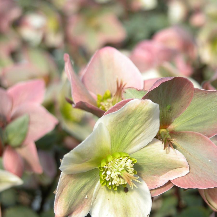 Helleborus 'Ivory Prince' - Lenten Rose from Babikow Wholesale Nursery